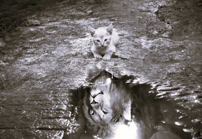 I sogni di animali nella psicologia junghiana